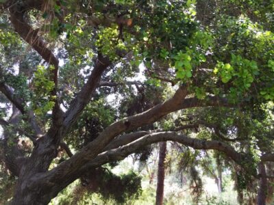 Planting Food Near Native Oaks: Pairing Forest Ecology with Edible Gardening Image